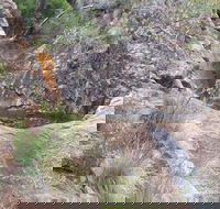 Mill-bullah Walking Track - Accommodation Mermaid Beach