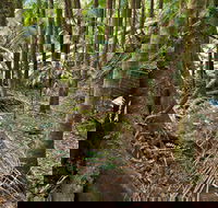 Palm Forest Walking Track - Accommodation Mermaid Beach