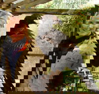 Raptor Domain - Accommodation Mermaid Beach