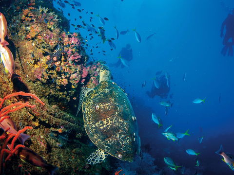 SS Yongala Dive Site - Accommodation Mermaid Beach 0