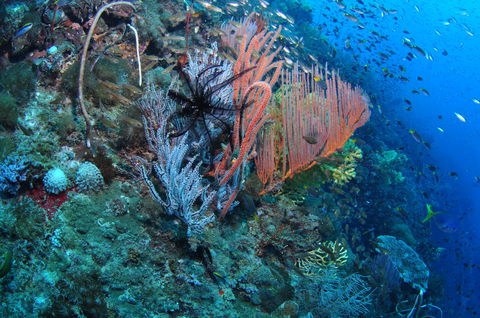 SS Yongala Dive Site - Accommodation Mermaid Beach 1