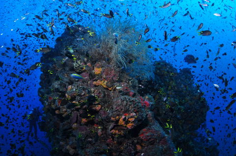 SS Yongala Dive Site - Accommodation Mermaid Beach 2