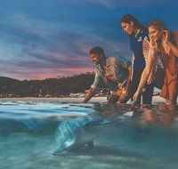 Tangalooma Wild Dolphin Feeding - Accommodation Mermaid Beach