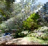 Wadbilliga Road drive - Accommodation Mermaid Beach
