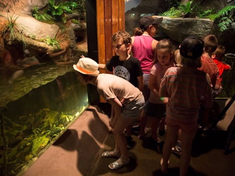 Walkabout Creek Discovery Centre - Accommodation Mermaid Beach 2