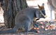 Wirrimbirra Sanctuary - thumb 0