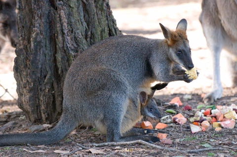 Wirrimbirra Sanctuary - Accommodation Mermaid Beach 0
