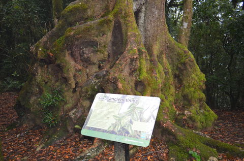 Best Of All Lookout Track, Springbrook National Park - Accommodation Mermaid Beach 2