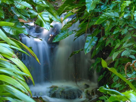 Brisbane Botanic Gardens Mount Coot-tha - Accommodation Mermaid Beach 1