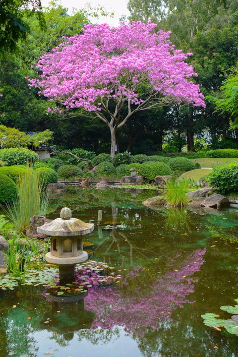 Brisbane Botanic Gardens Mount Coot-tha - Accommodation Mermaid Beach 2