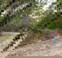 Cawleys Road trail - Accommodation Mermaid Beach
