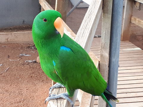 Eyre Reptile & Wildlife Park - Accommodation Mermaid Beach 0