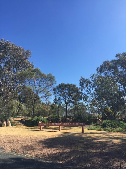 Grenfell Endemic Garden - Accommodation Mermaid Beach 0