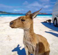 Lucky Bay - Accommodation Mermaid Beach