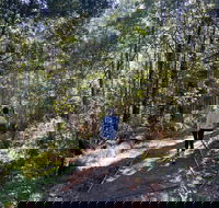 Lyrebird Circuit Walk - Accommodation Mermaid Beach