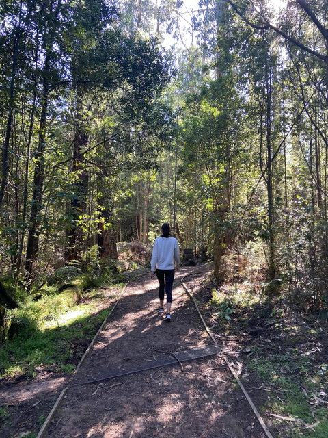Lyrebird Circuit Walk - Accommodation Mermaid Beach 0