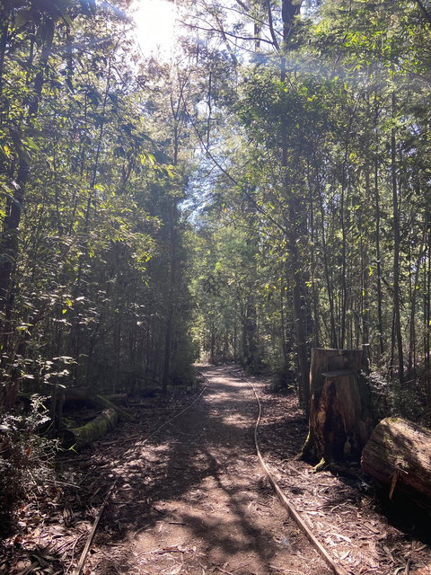 Lyrebird Circuit Walk - Accommodation Mermaid Beach 2