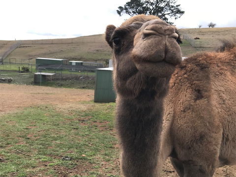 Taralga Wildlife Park - Accommodation Mermaid Beach 1