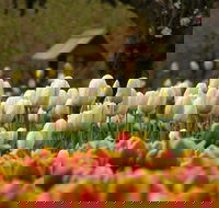 Tulip Top Gardens - Accommodation Mermaid Beach