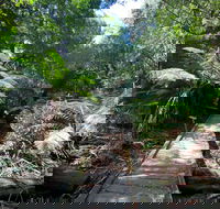 Wirrawilla Rainforest Walk - Accommodation Mermaid Beach