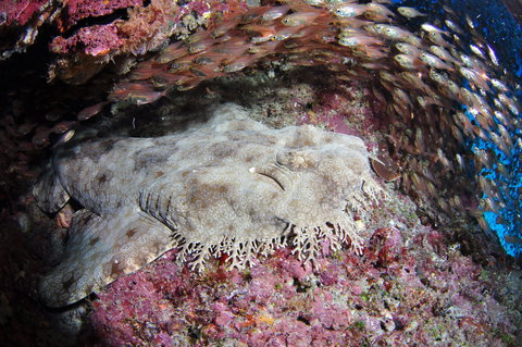 Anchor Bommie Dive Site - Accommodation Mermaid Beach 1
