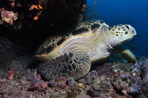 Anchor Bommie Dive Site - Accommodation Mermaid Beach 2