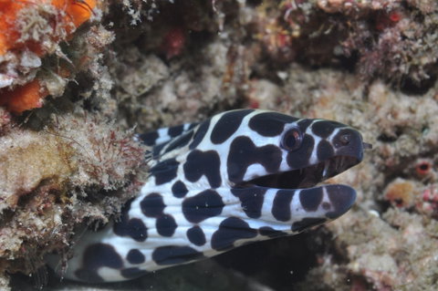 Curtin Artificial Reef Dive Site - Accommodation Mermaid Beach 2