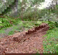 Forest Walking Track Gibraltar Range National Park - Accommodation Mermaid Beach