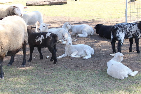 Haigslea EWE Nique Hobby Farm - Accommodation Mermaid Beach 1