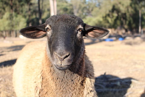 Haigslea EWE Nique Hobby Farm - Accommodation Mermaid Beach 2