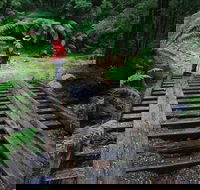 Montezuma Falls - Accommodation Mermaid Beach