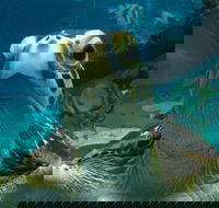 Reef HQ Aquarium - Accommodation Mermaid Beach