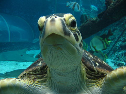 Reef HQ Aquarium - Accommodation Mermaid Beach 0