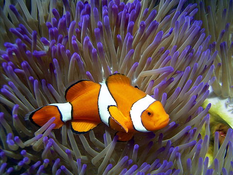 Reef HQ Aquarium - Accommodation Mermaid Beach 1