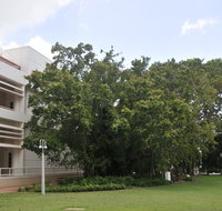State Square Banyan Tree - Accommodation Mermaid Beach