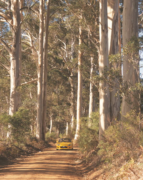 The Great Forest Trees Drive - Accommodation Mermaid Beach 0