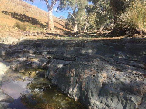 Three Creeks Station -Arkaroona Creek Walk - Accommodation Mermaid Beach 0
