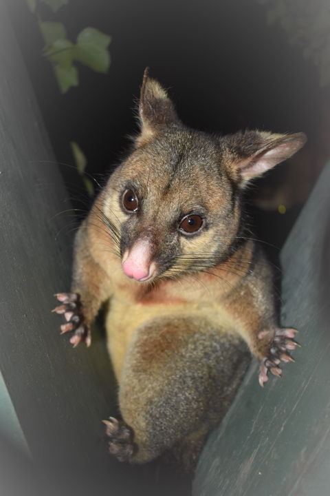 Umpherston Possum Tours - Accommodation Mermaid Beach 1