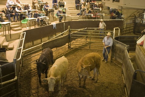 Wagga Wagga Livestock Marketing Centre - Accommodation Mermaid Beach 0