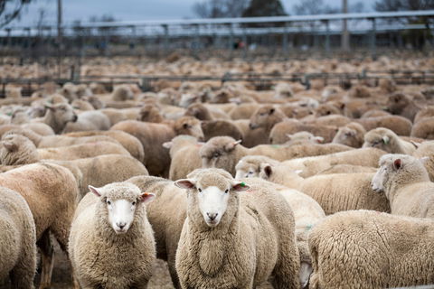 Wagga Wagga Livestock Marketing Centre - Accommodation Mermaid Beach 1