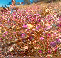Wineries and Wildflowers - Accommodation Mermaid Beach