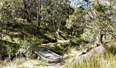 Wollomombi Walking Track - Accommodation Mermaid Beach 0