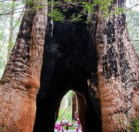 Ancient Empire Walk Valley of the Giants - Accommodation Mermaid Beach