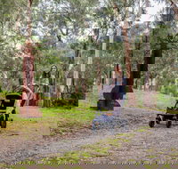 Currawong Bush Park - Accommodation Mermaid Beach