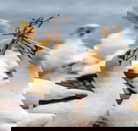 Gannets in Portland - Accommodation Mermaid Beach