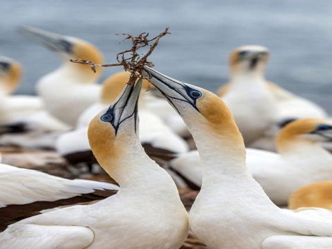 Gannets In Portland - Accommodation Mermaid Beach 0