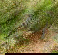 Grass Tree Circuit - Accommodation Mermaid Beach