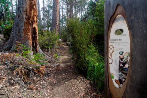 Lake St Clair (Cradle Mountain  - Lake St Clair National Park) - Accommodation Mermaid Beach 2