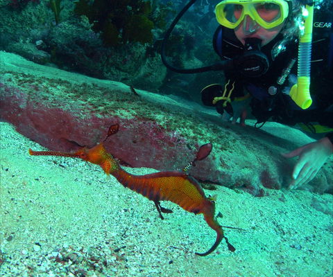 Merimbula Divers Lodge - Accommodation Mermaid Beach 2