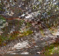 Middle Lagoon Walking Track - Accommodation Mermaid Beach